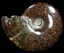 Cleoniceras Ammonite Fossil - Madagascar #40915-1
